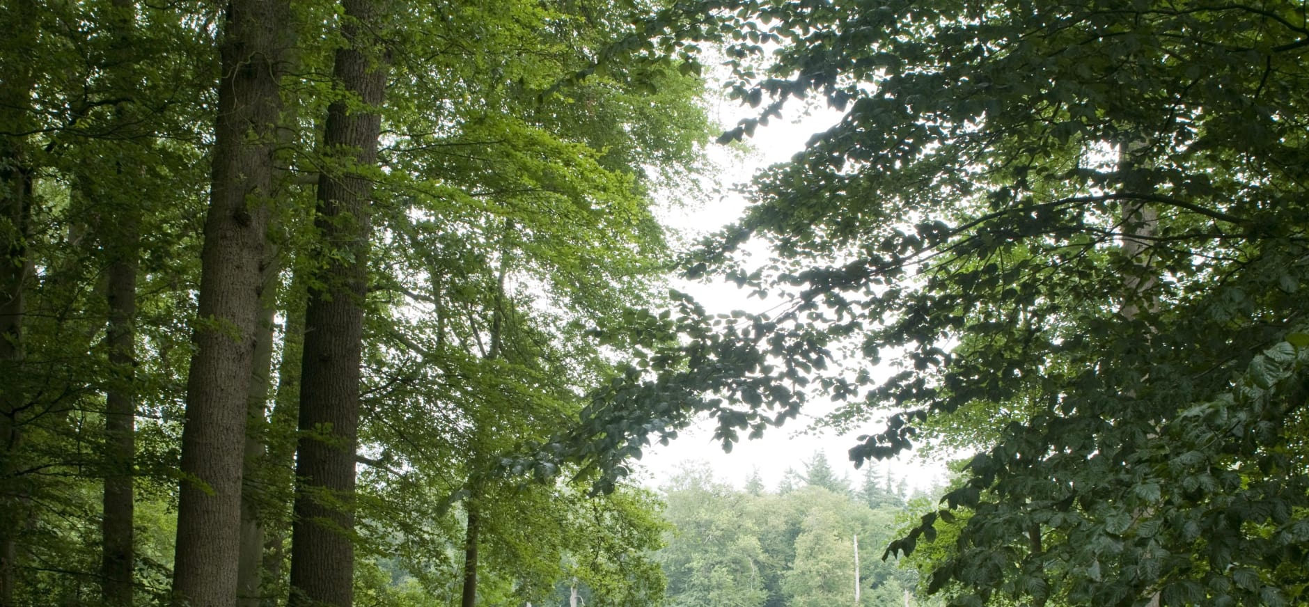 Keltische bomenroute Colckhof