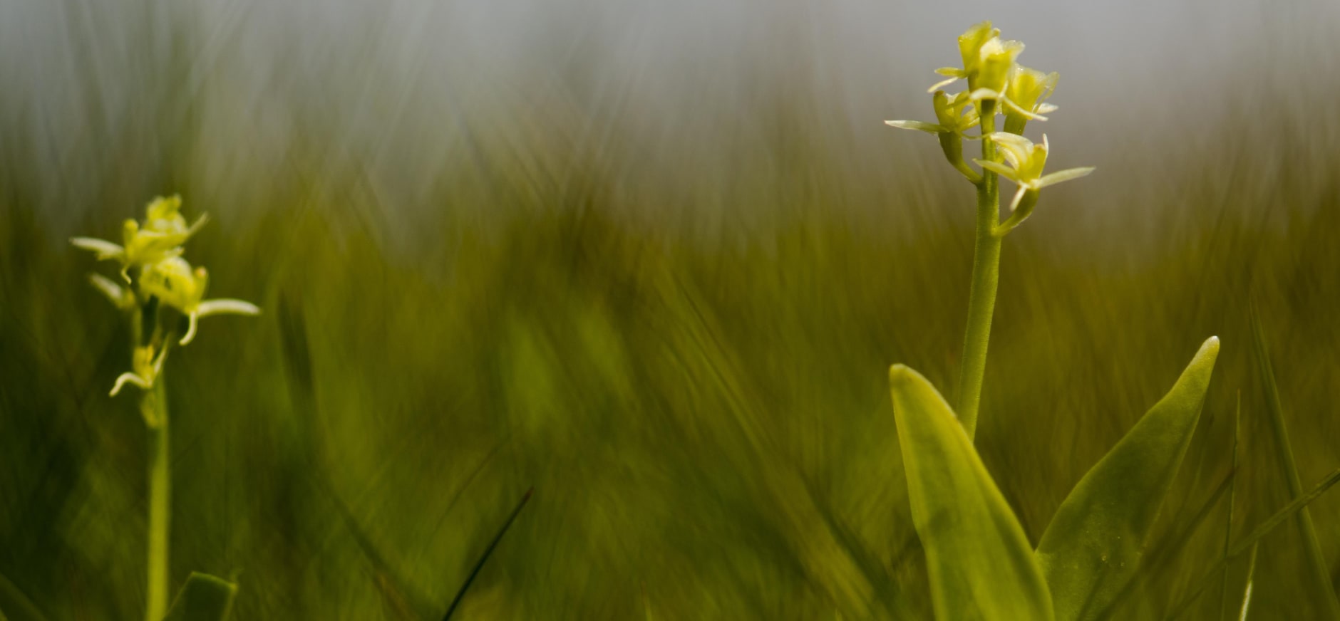 Orchideeën en vleesetende planten profiteren van LIFE-werkzaamheden in de Nieuwkoopse Plassen