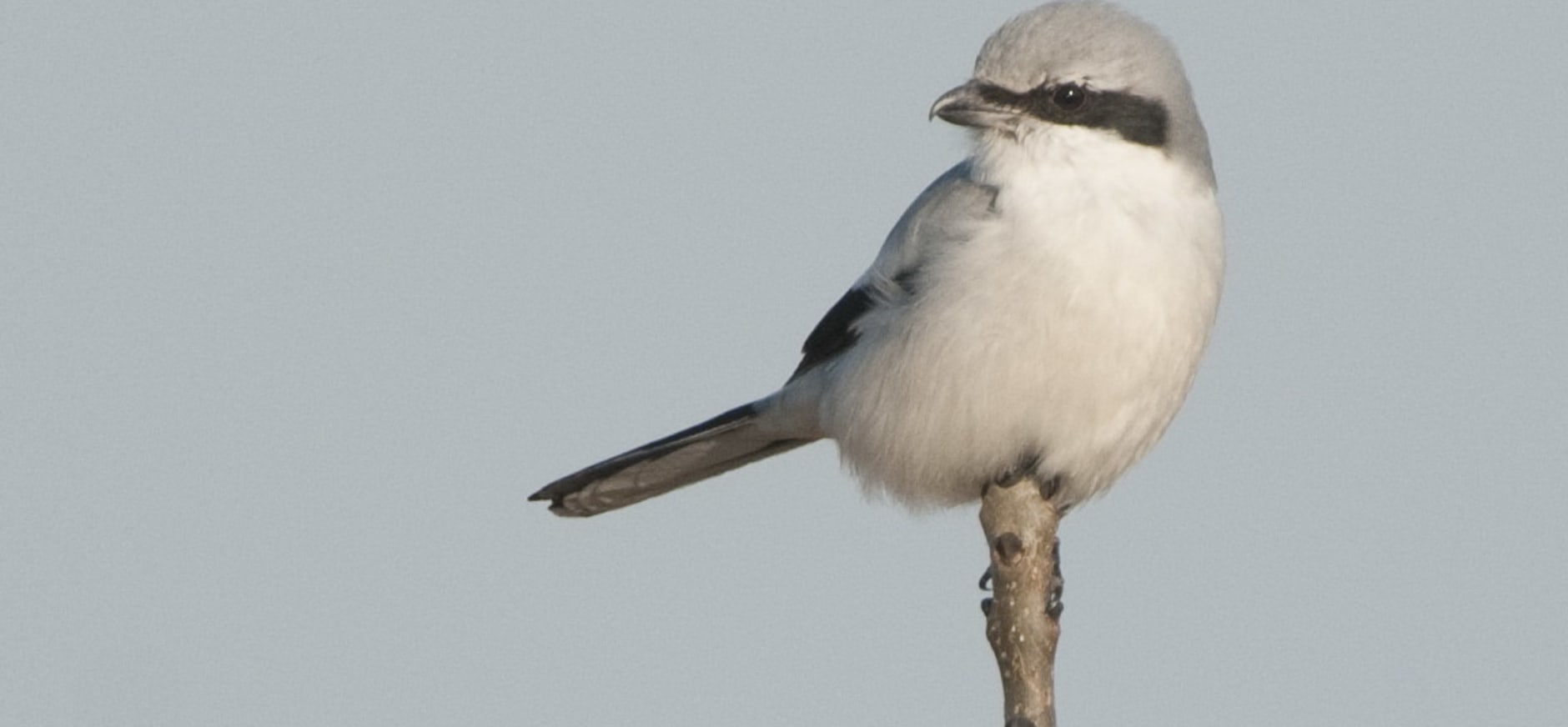 Klapekster gezien rond de Nieuwkoopse Plassen