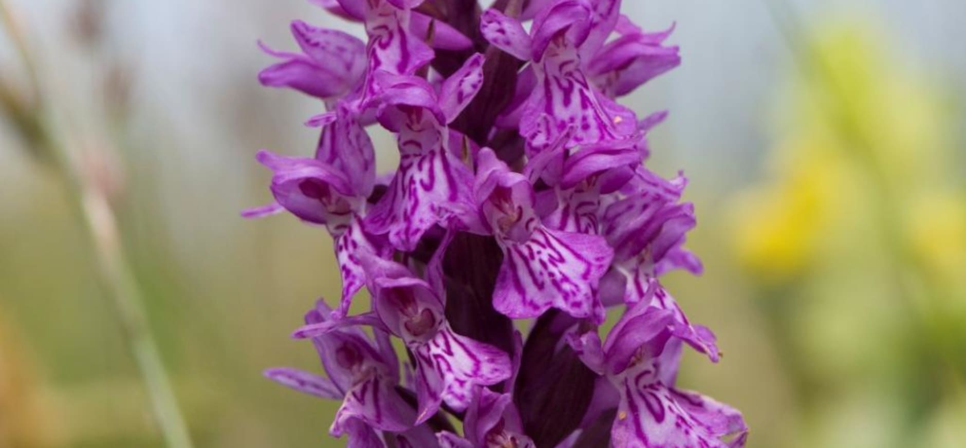 Orchidee Natuurmonumenten