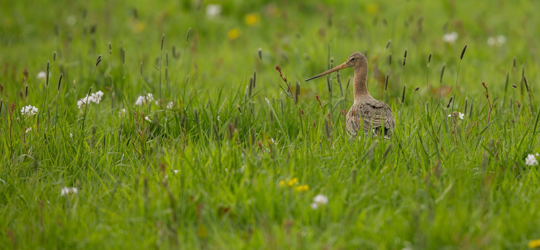 Zó willen we het graag...bloemrijke weilanden. In de wieden vinden de grutto's deze weilanden nog!