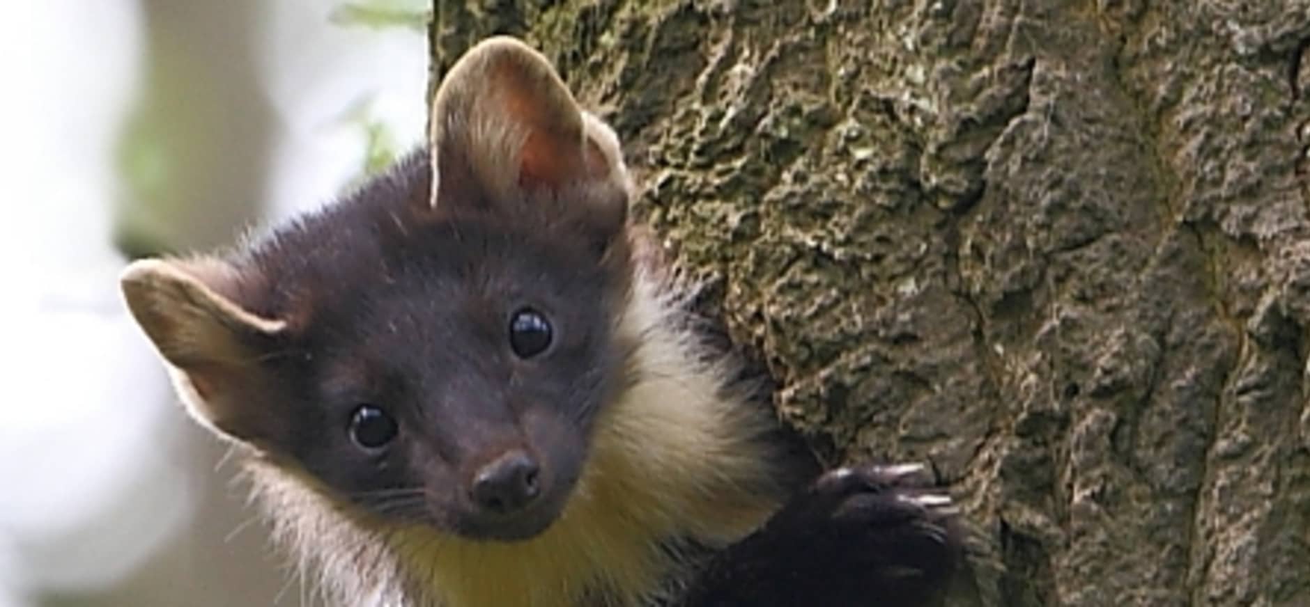 Video: Vijf soorten marterachtigen in de Nieuwkoopse Plassen