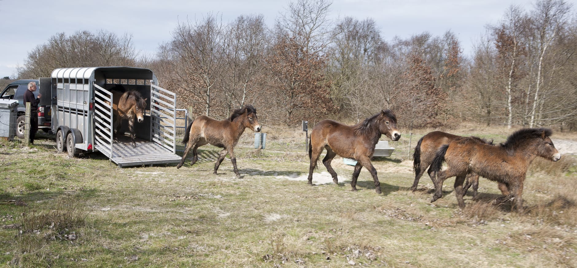 Exmoorpony's ingezet in National Park Schiermonnikoog