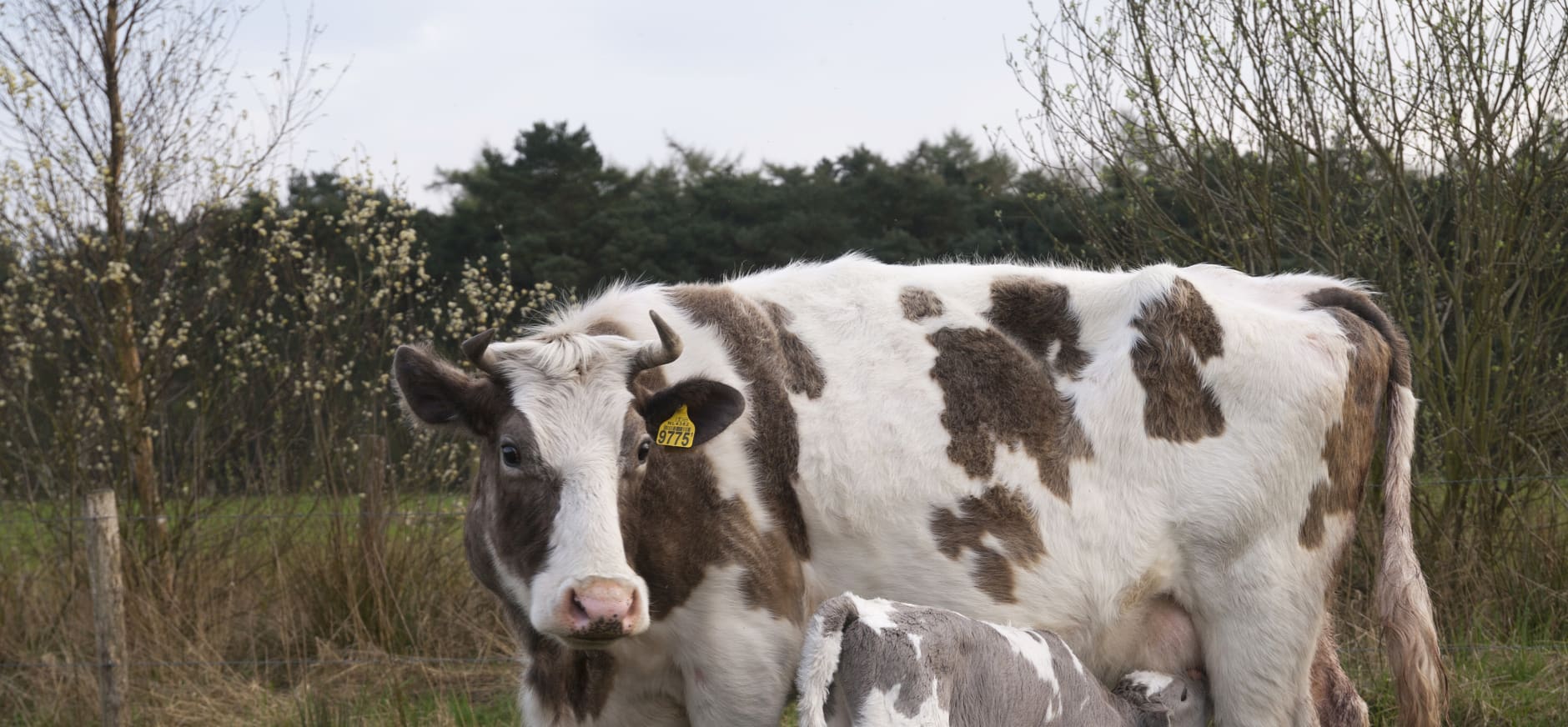 Heidekoetjes veroveren het Mantingerveld