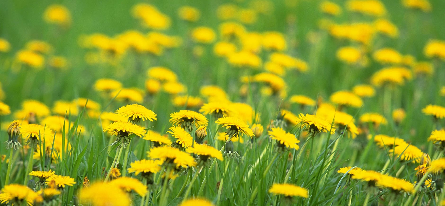 krullen van paardenbloemen natuurmonumenten