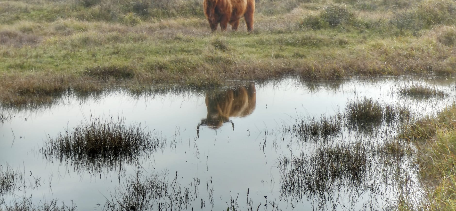 schotse hooglander in Duin en Kruidberg Santpoort