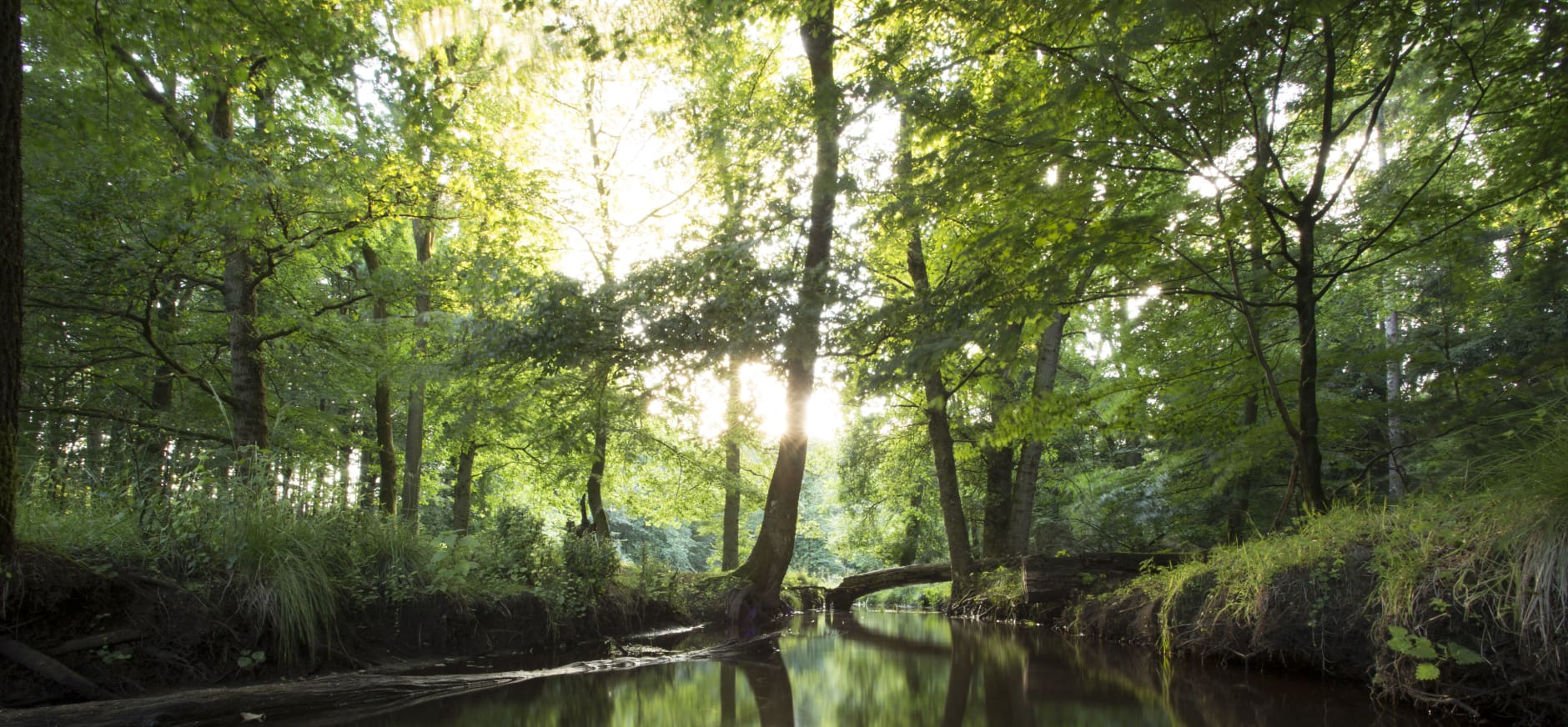 Leuvenumse Bossen