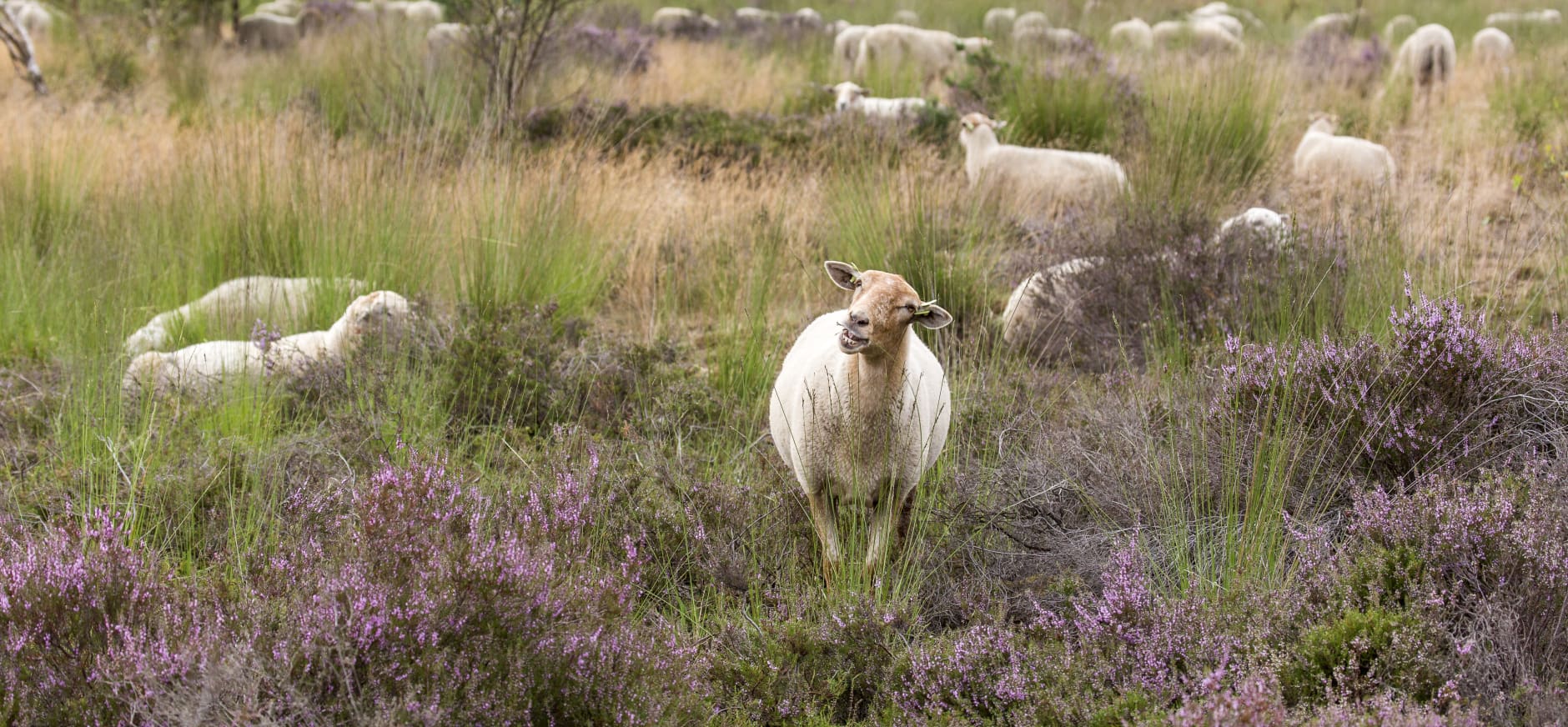 Loonse en Drunense duinen