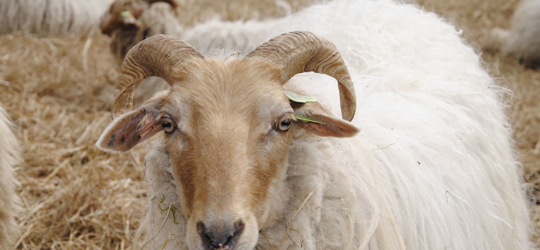 Schapen Dwingelderveld