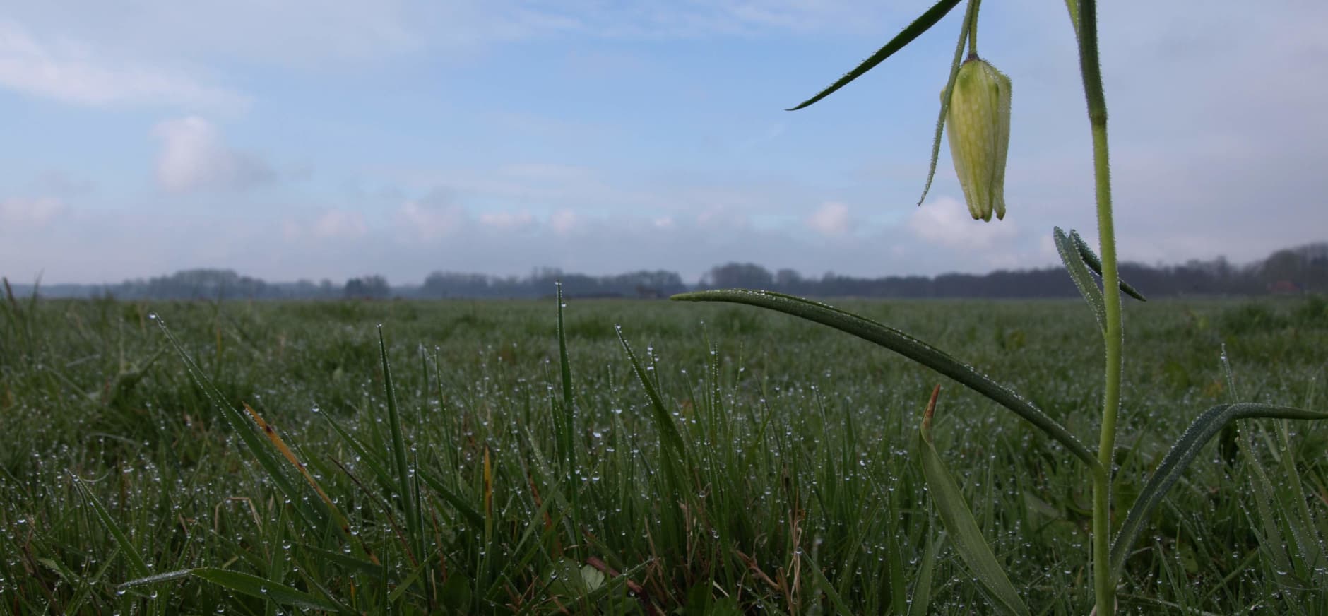 Eén van de laatste wilde witte kievitsbloemen in Oosterland