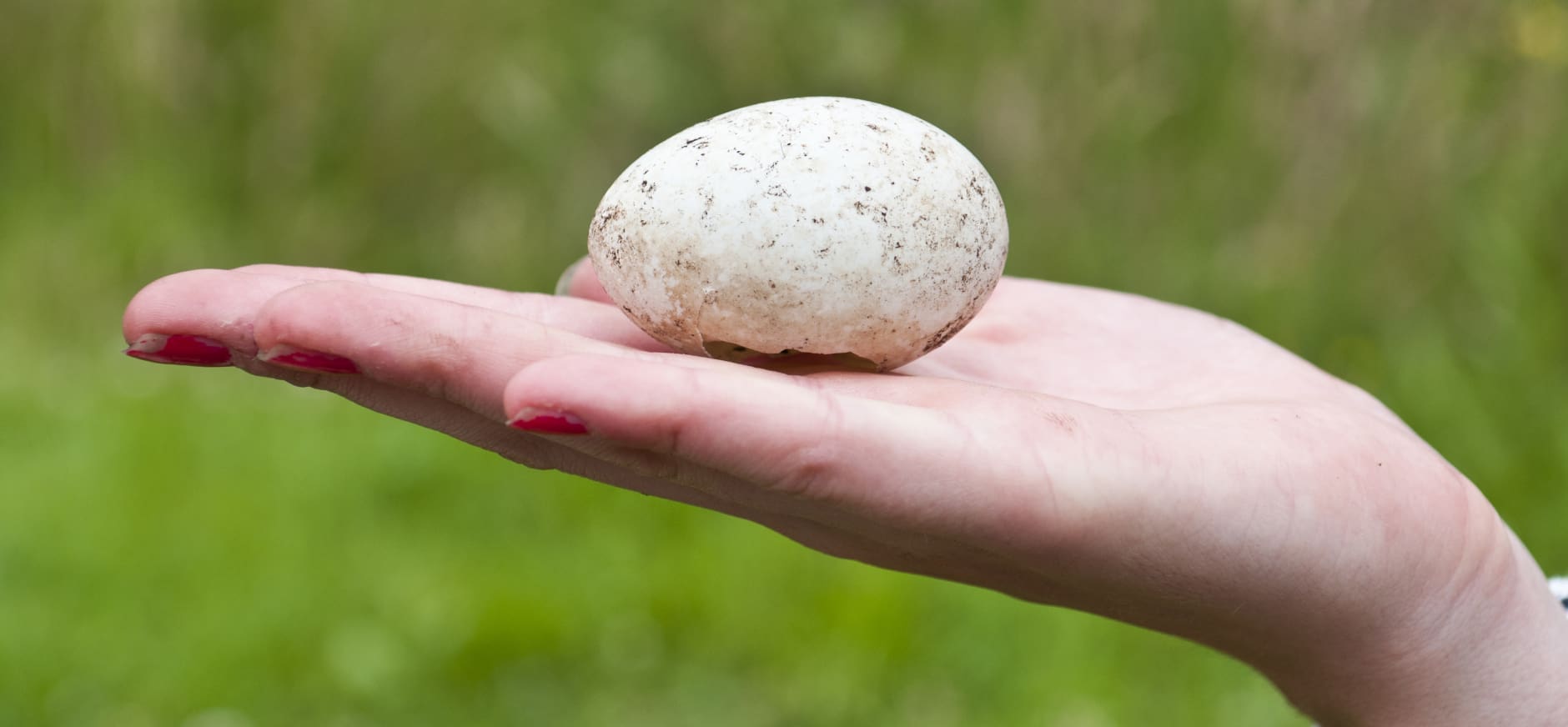 Ei - wonder van het leven - in handpalm