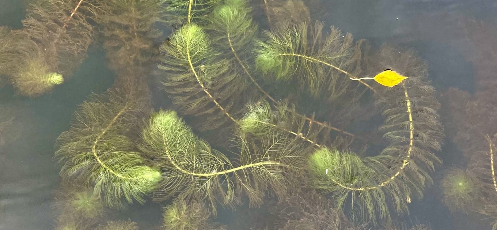 Ongelijkbladig vederkruid in De Wieden