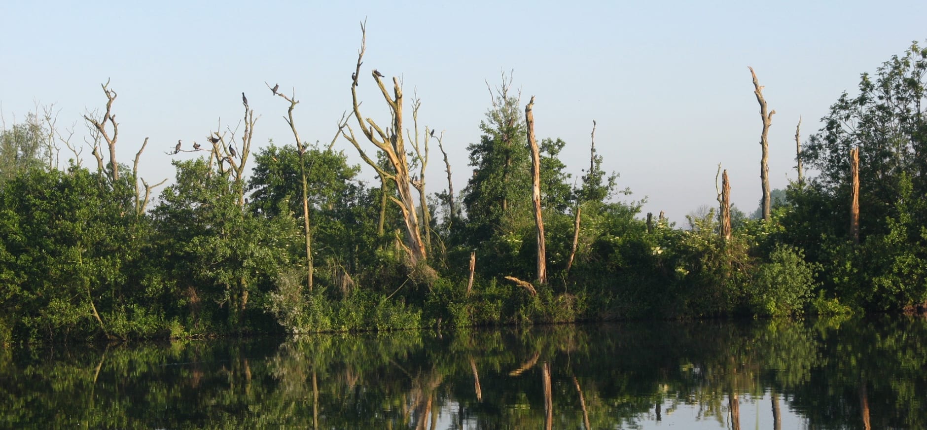 Aalscholverkolonie Ackerdijkse Plassen