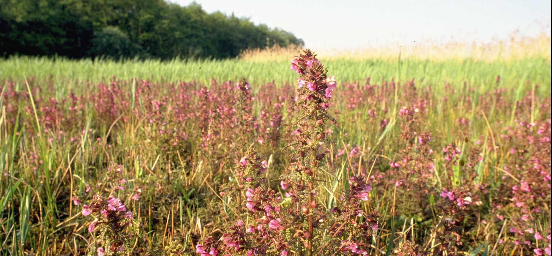 Veenpluis en moeraskartelblad in Naardermeer