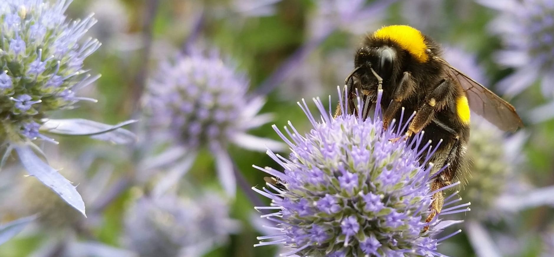 Hommel op een distel