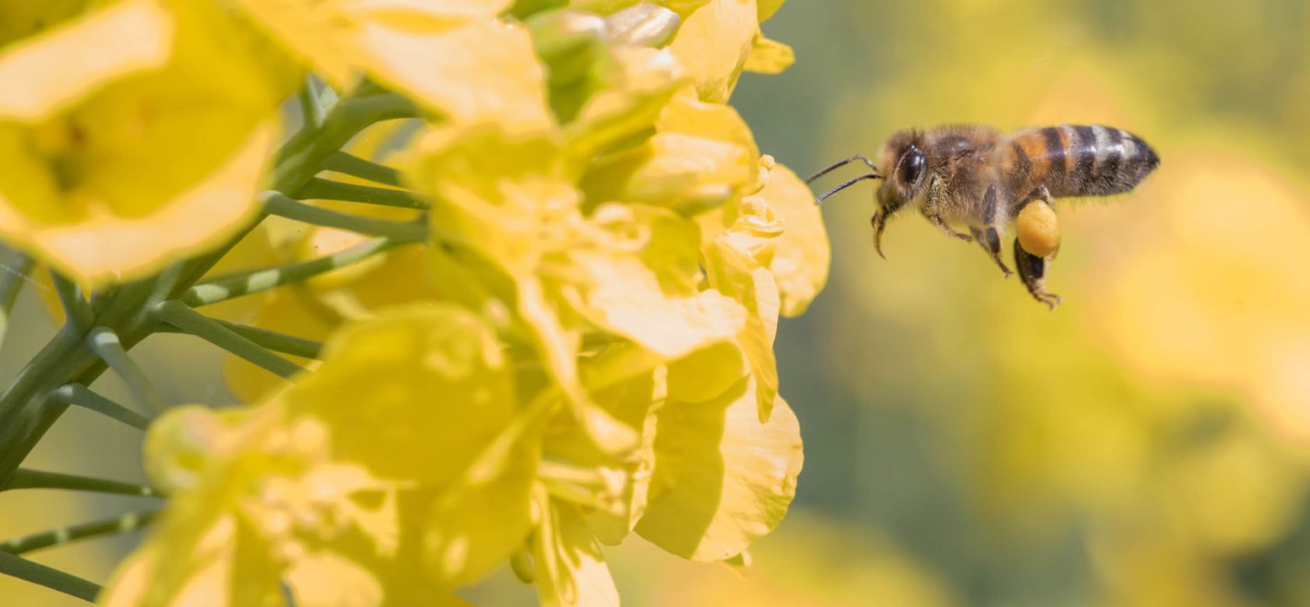 Bij op een koolzaad bloem