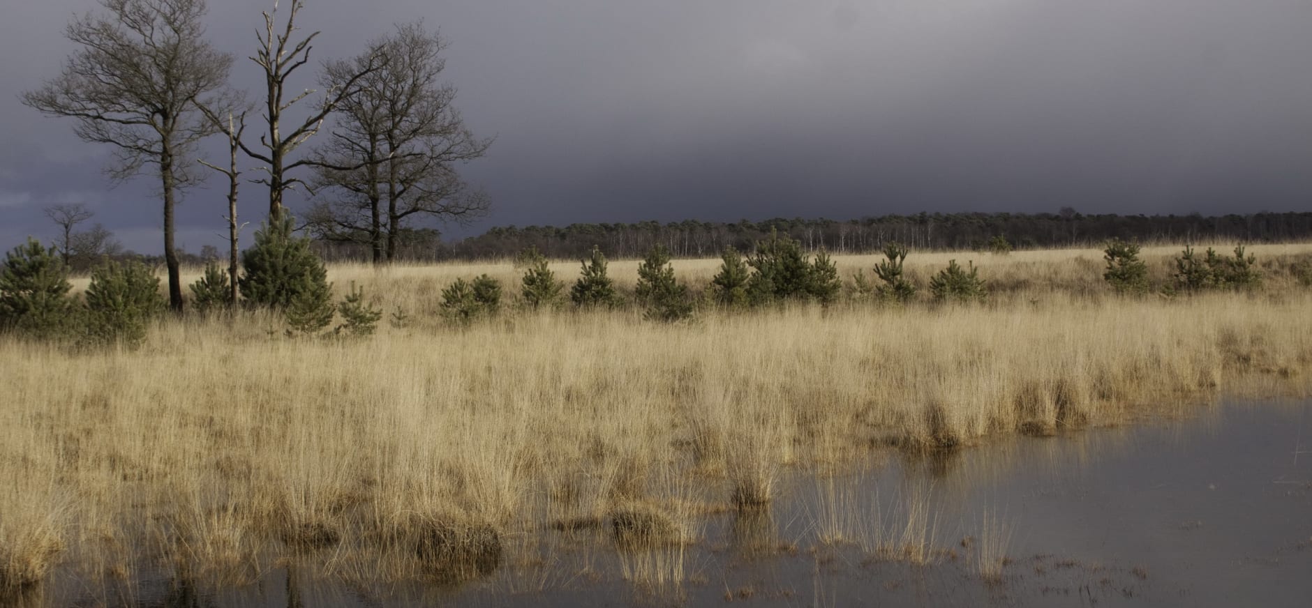 vergrassing Kampina