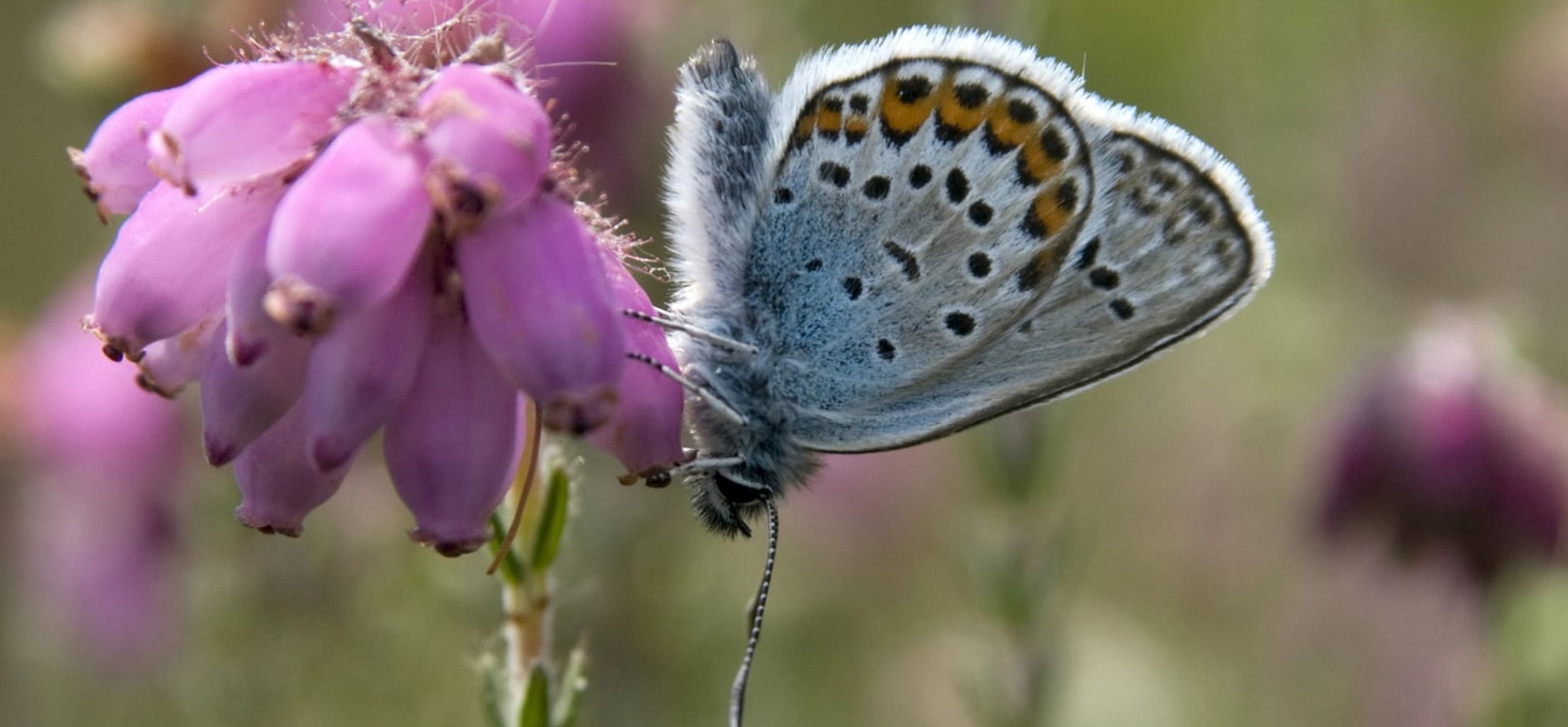 Heideblauwtje is een vlinder op dopheide