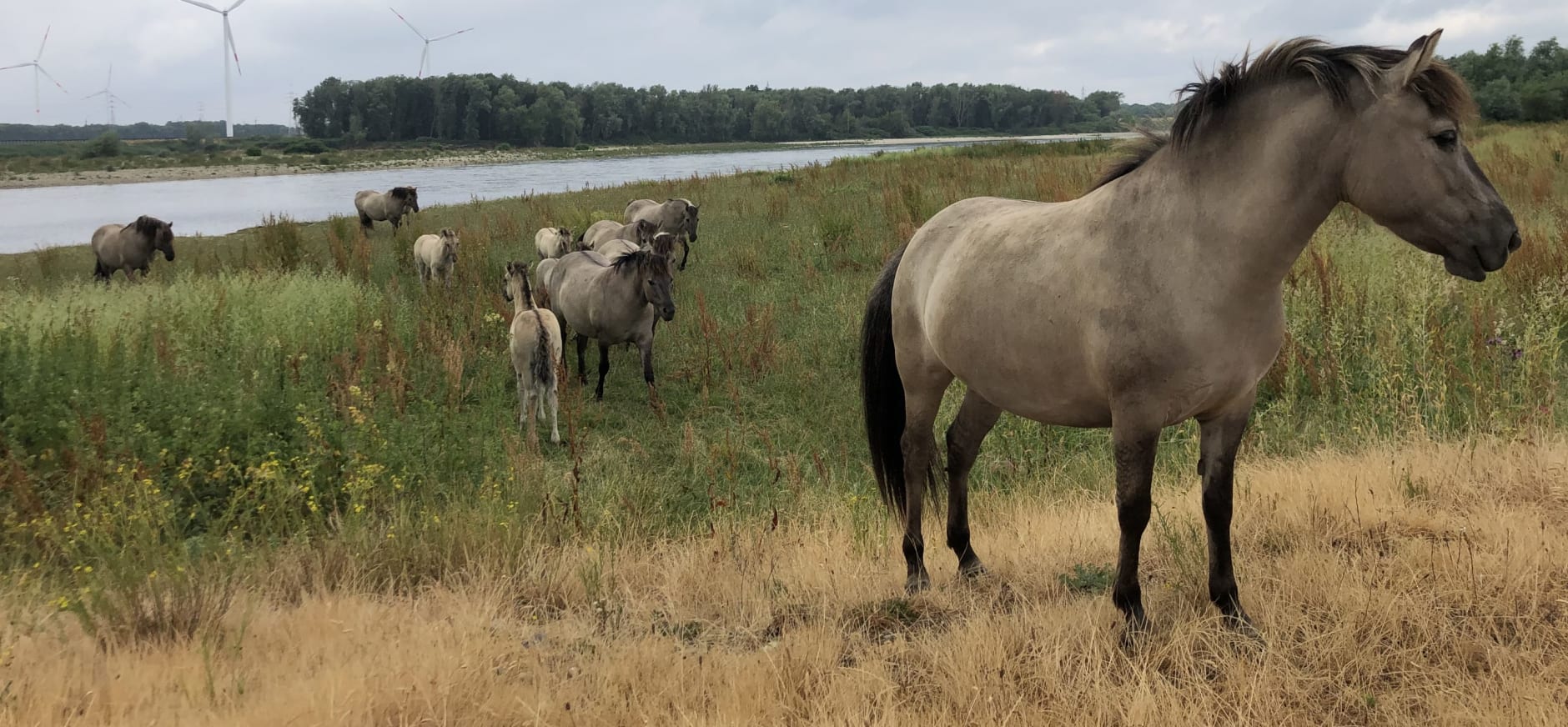 Konikpaarden in de Maasvallei