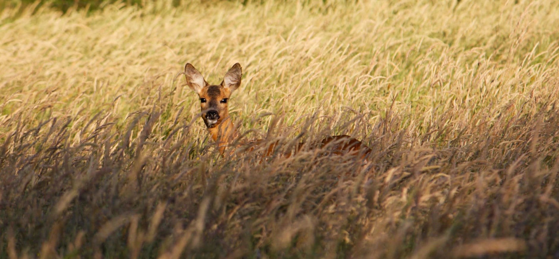 Ree in het hoge gras 