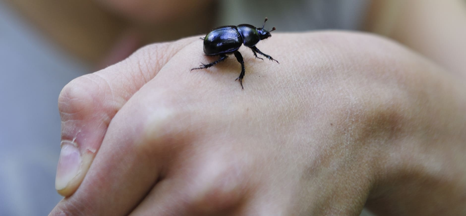 Kevers herkennen met OERRR Natuurmonumenten