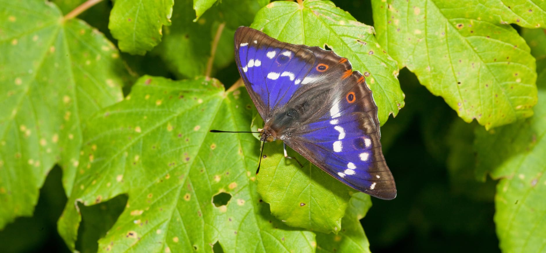 grote weerschijnvlinder 