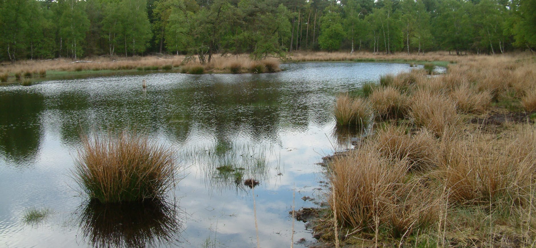 Eendenplas