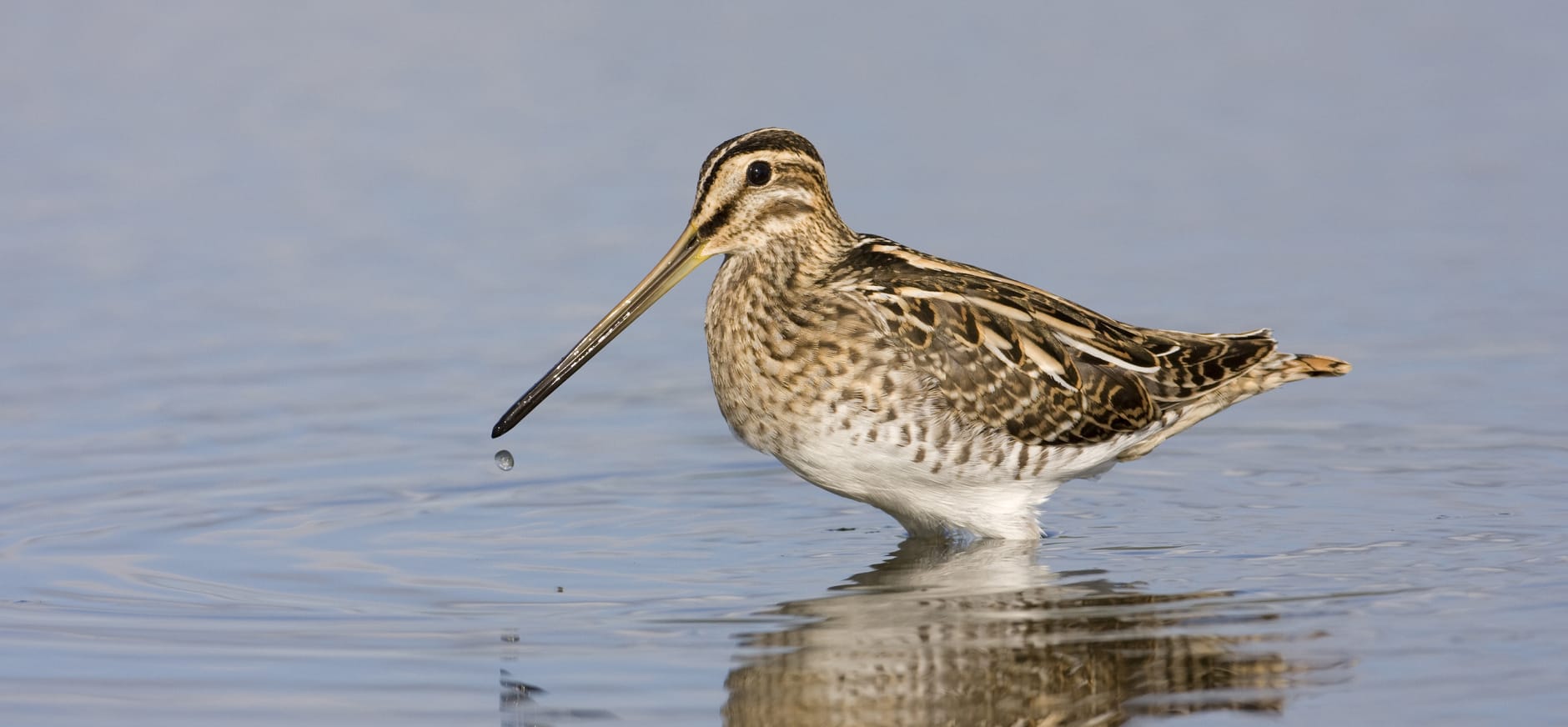 Watersnip