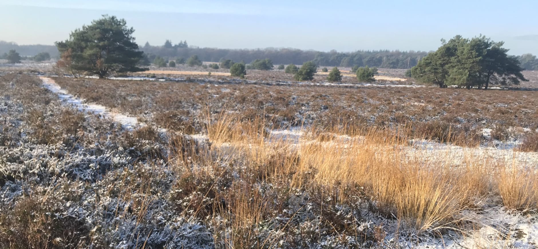 sneeuw op de heide van De Sprengenberg dec 2021