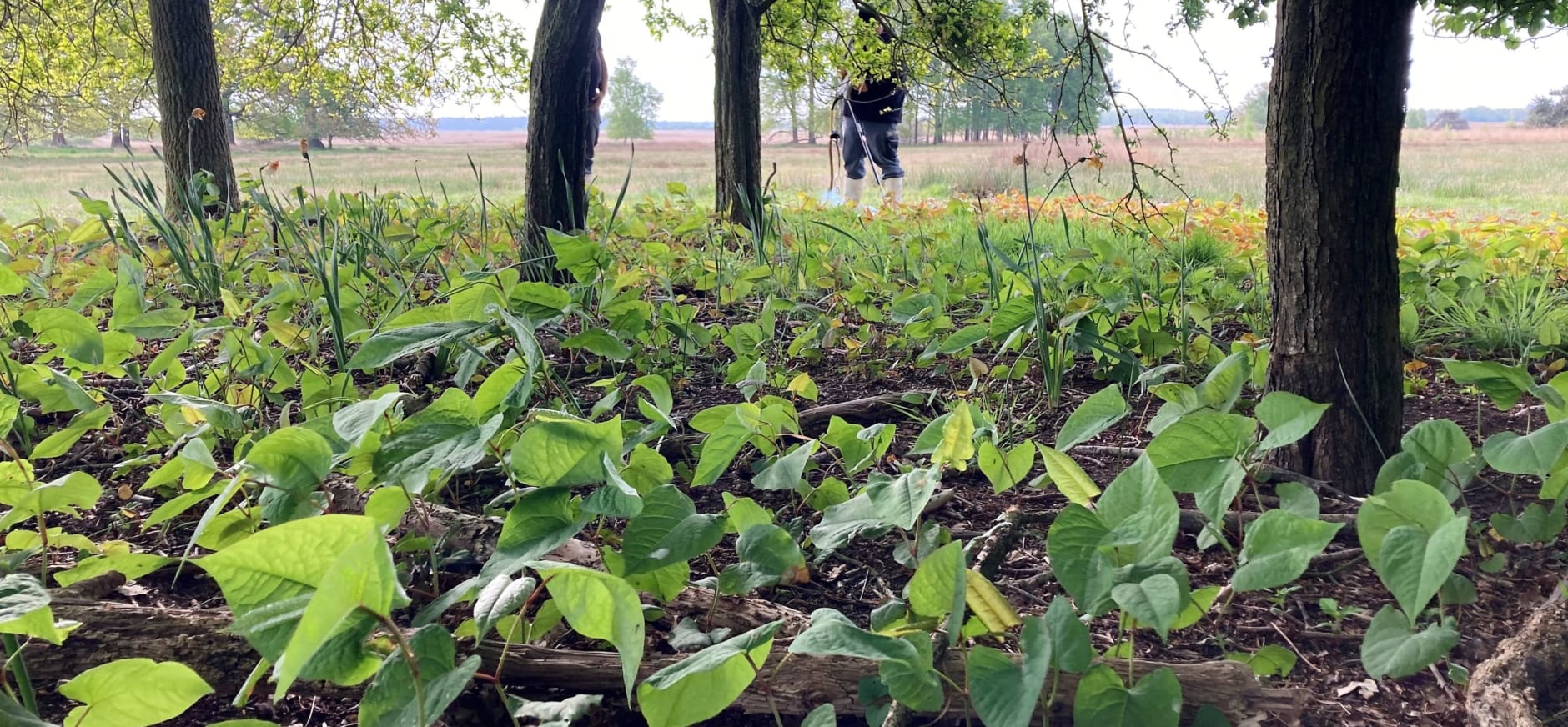 Aziatische Duizendknoop op Benderse Berg, Dwingelderveld