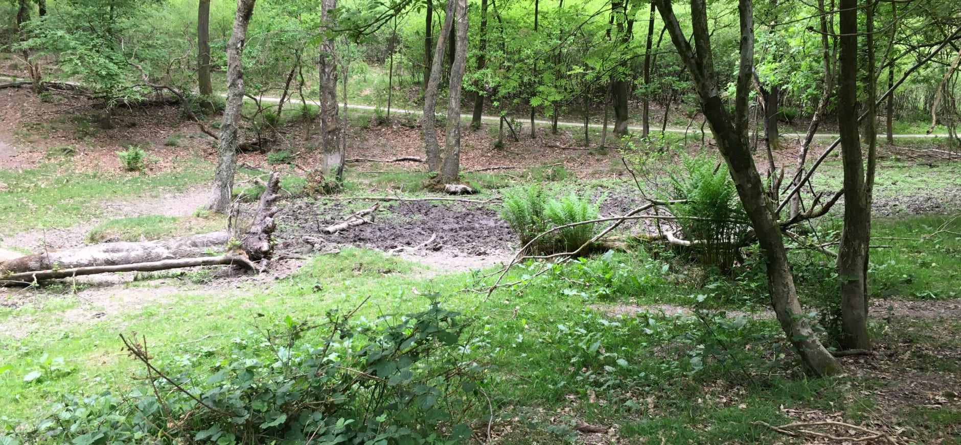 Een drooggevallen poel in Nationaal Park Veluwezoom