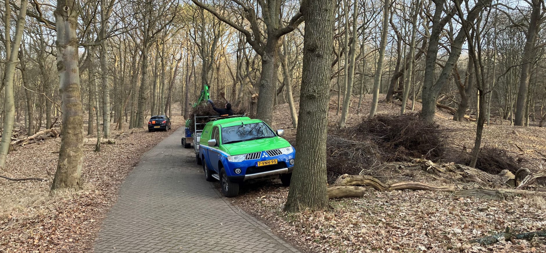 Amerikaanse vogelkers wordt afgevoerd in Duin en Kruidberg