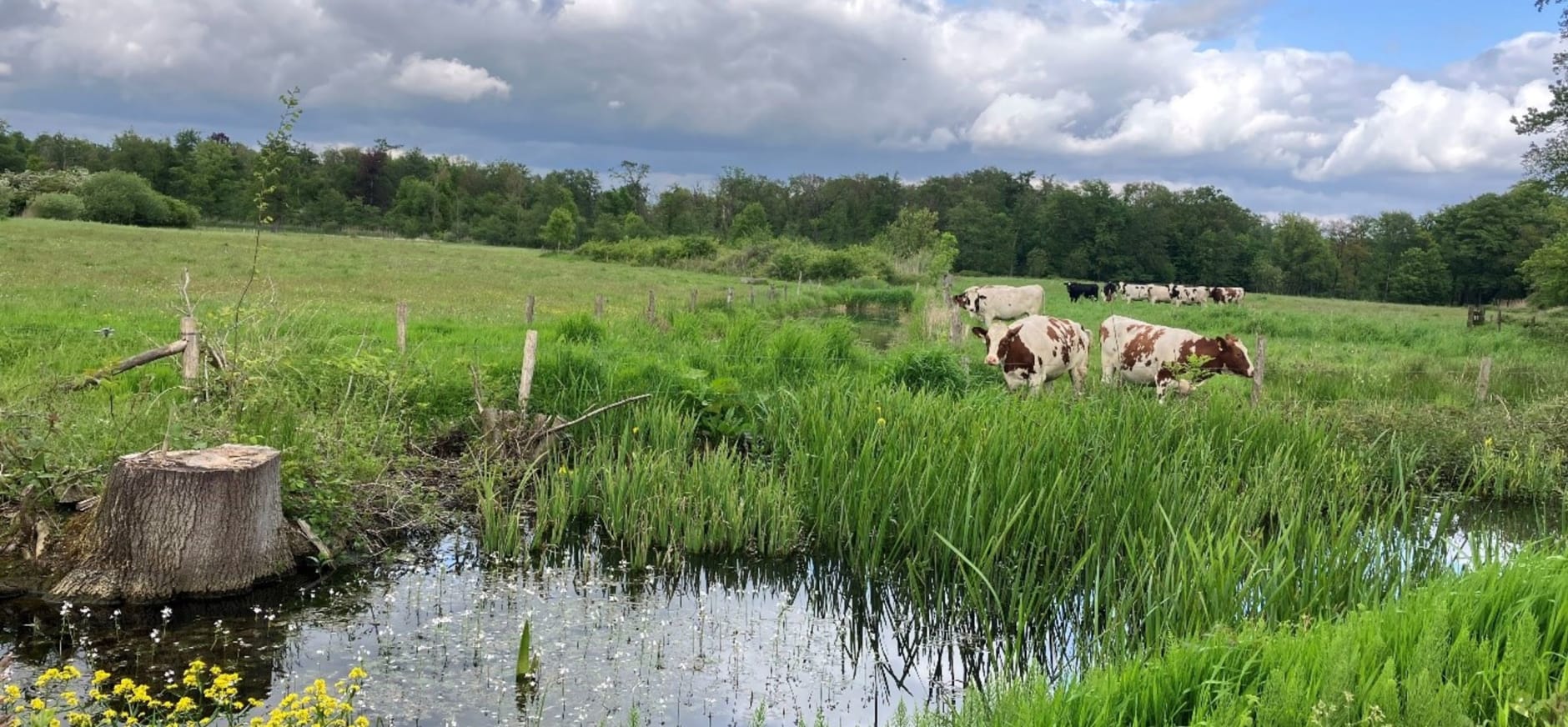begrazing door koeien in de natuur (Landgoed Dorth)