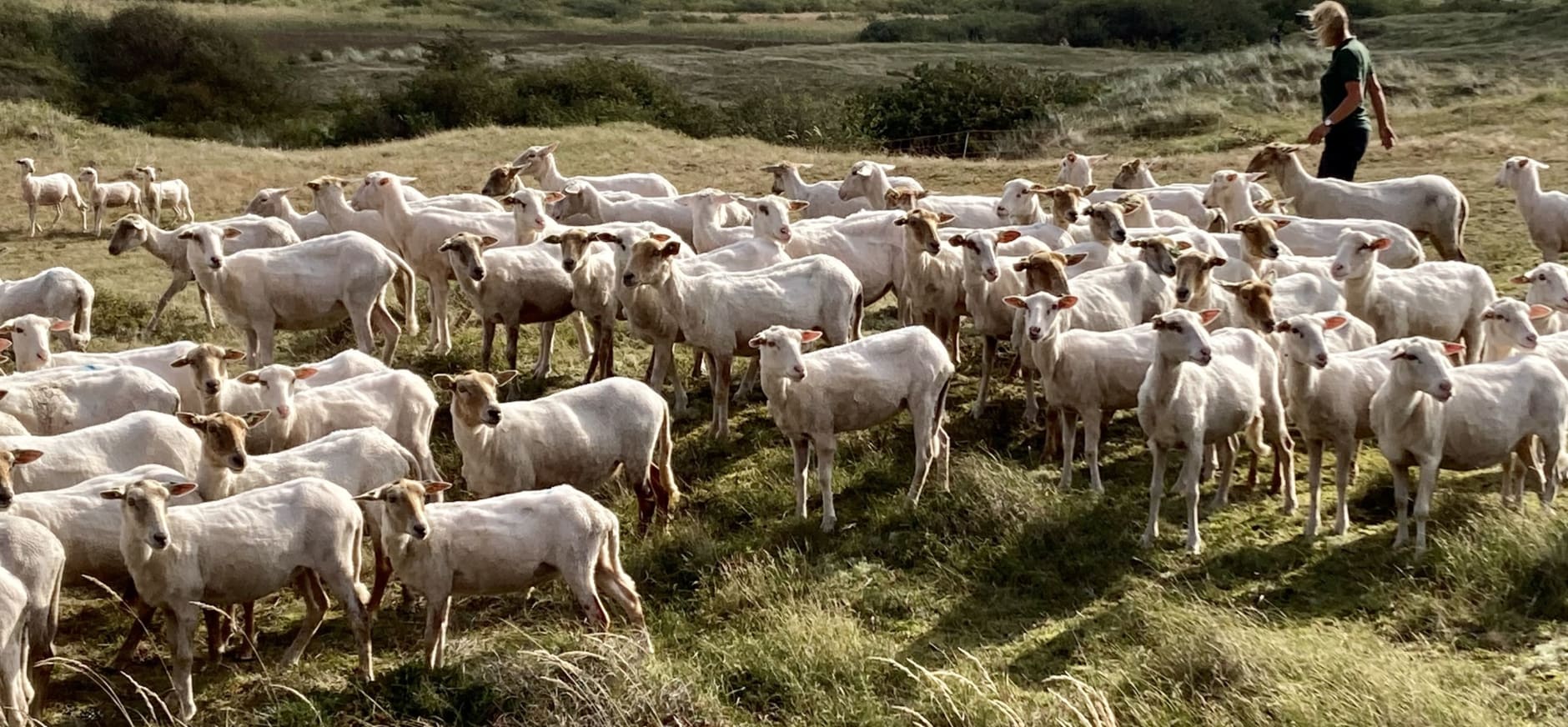 Schaapskudde met herder in het Zwanenwater