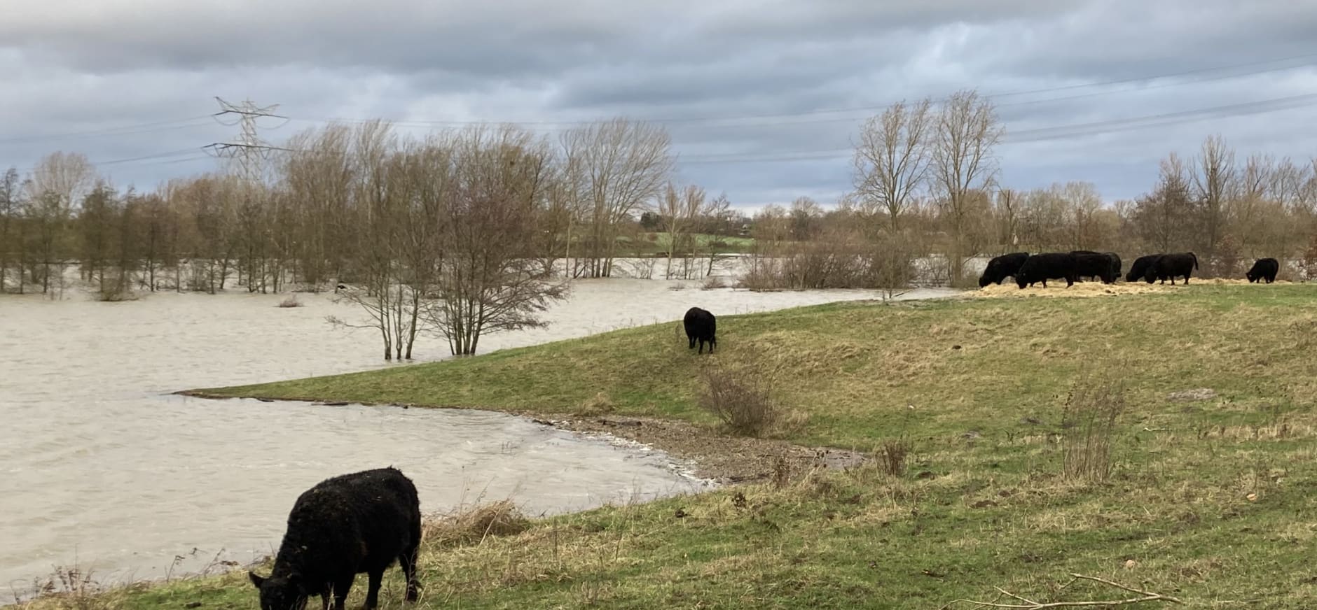 hoogwater Ohé en Laak voerplek grazers