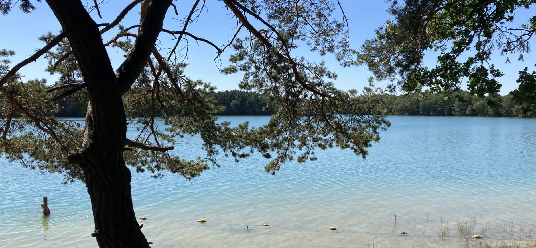 Blauwe zwemplas met strand en een boom op de voorgrond