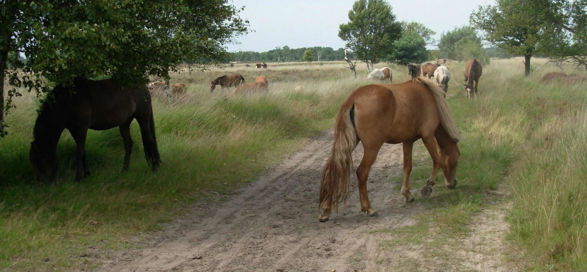 IJslandse paarden op de Kampina