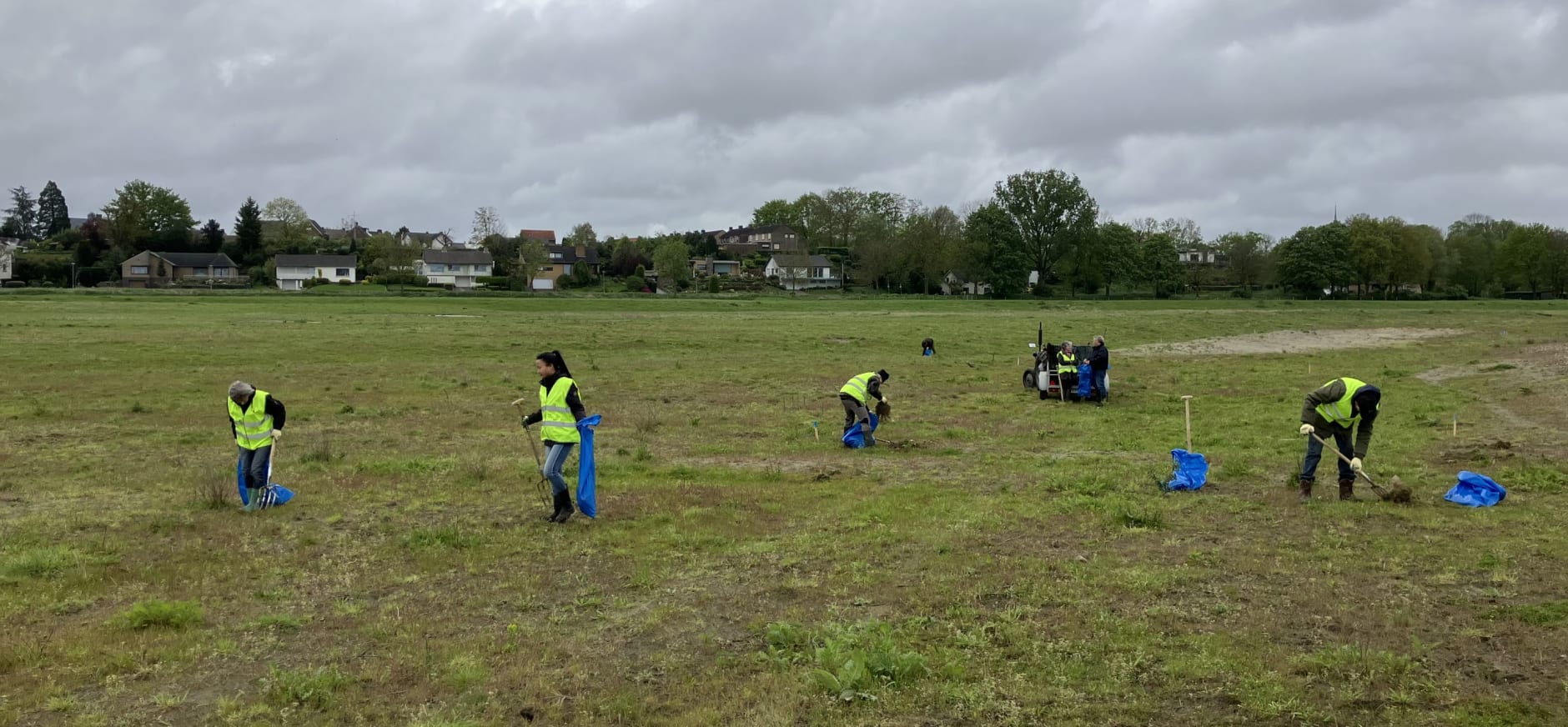 Uitgraven Japanse Duizendknoop Nattenhoven 