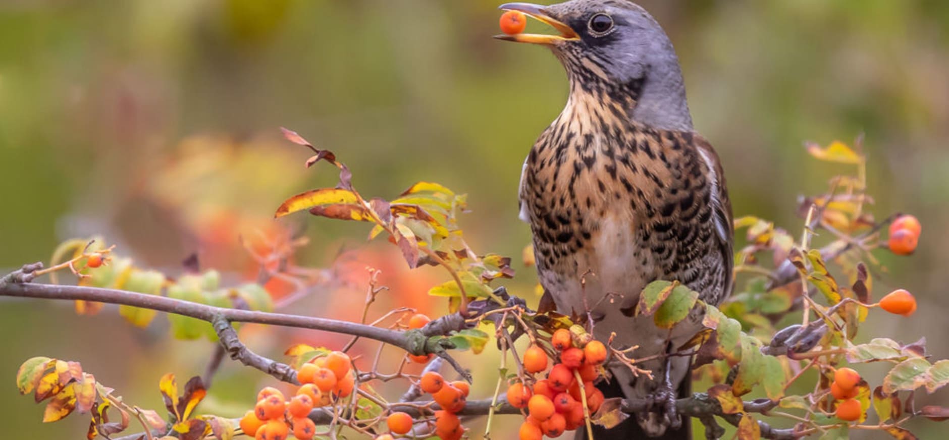 Kramsvogel eet lijsterbes