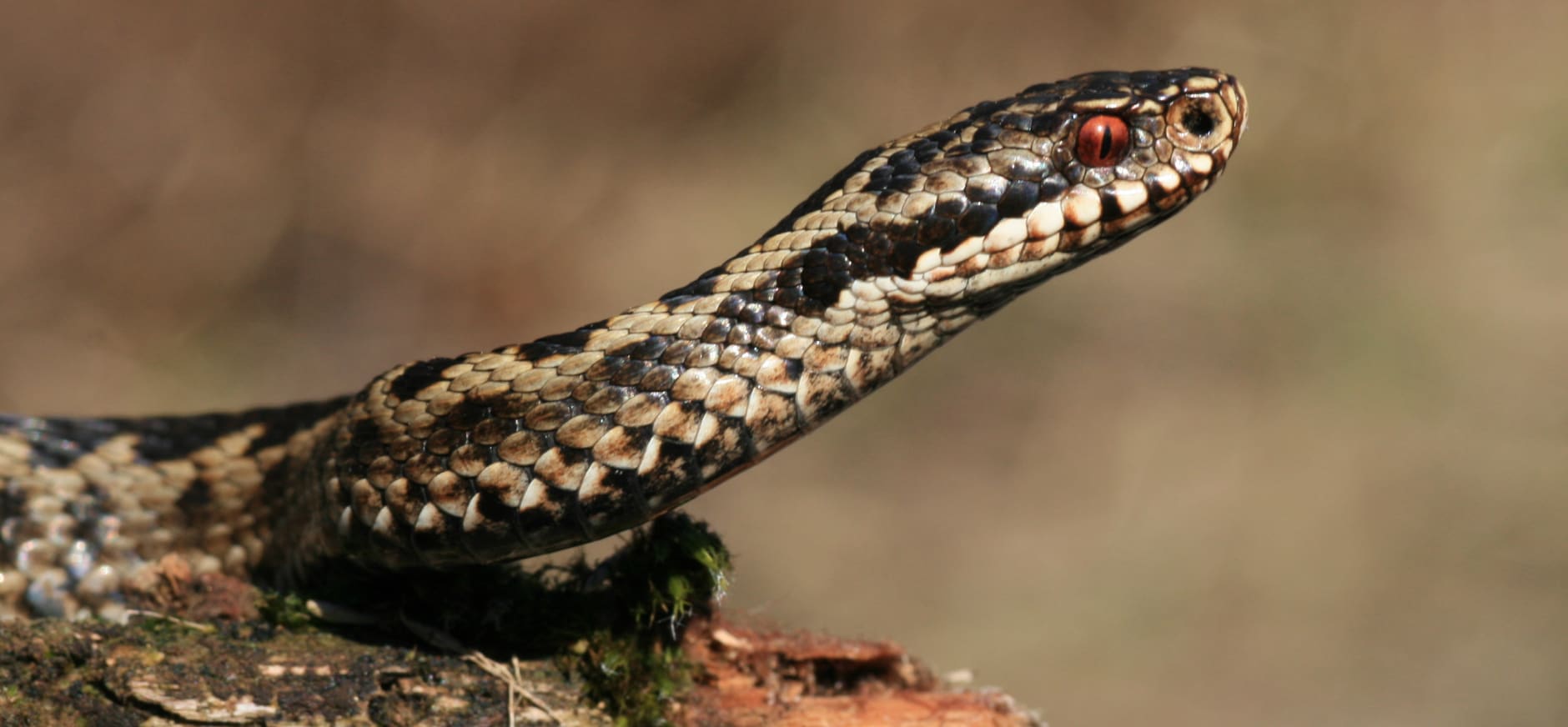 adder