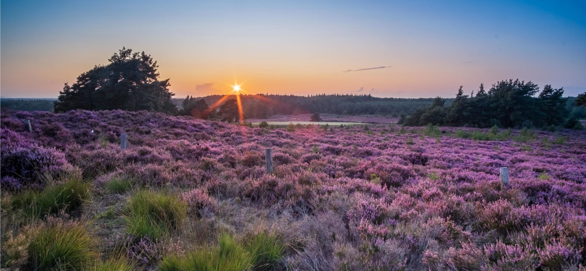 Foto van heidegebied op de Sallandseheuvelrug