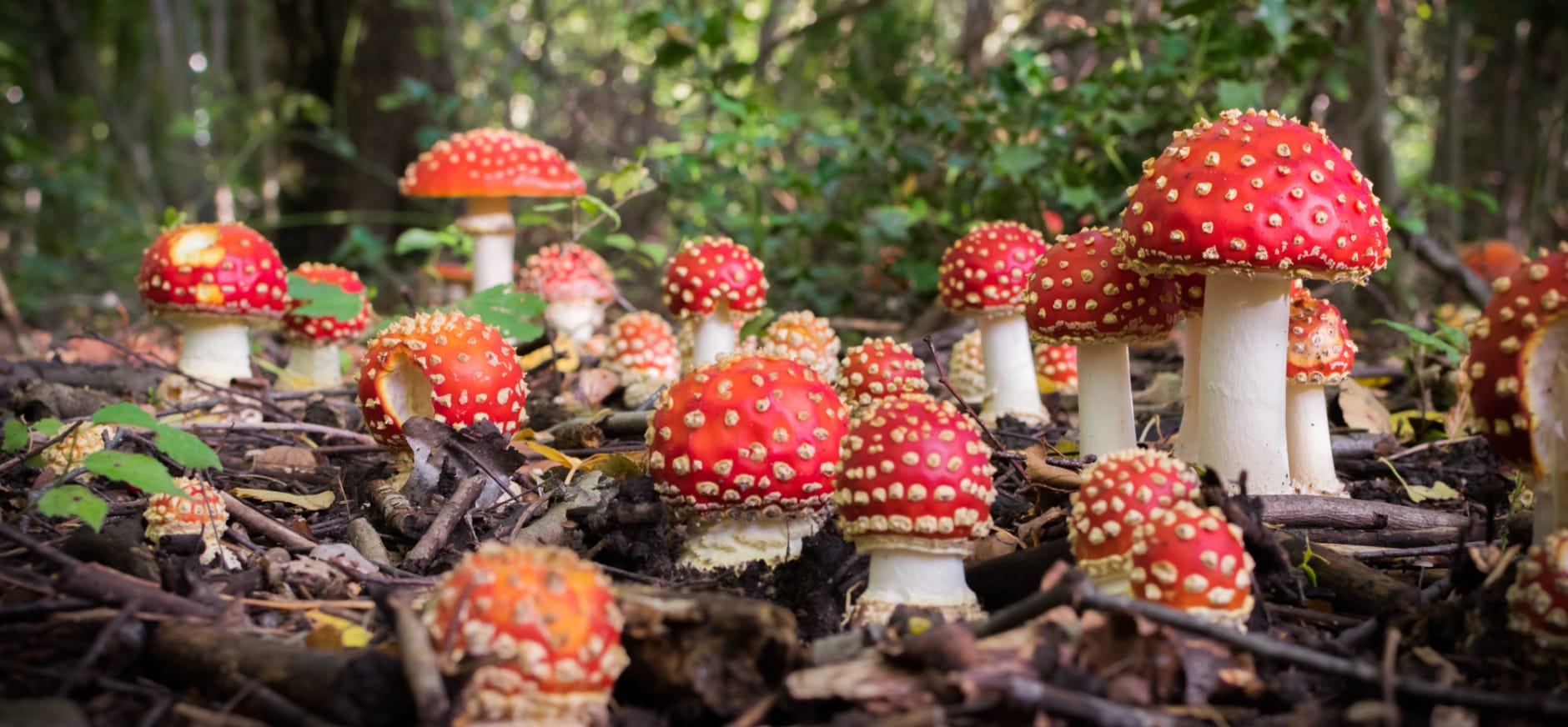 Vliegenzwammen in de herfst