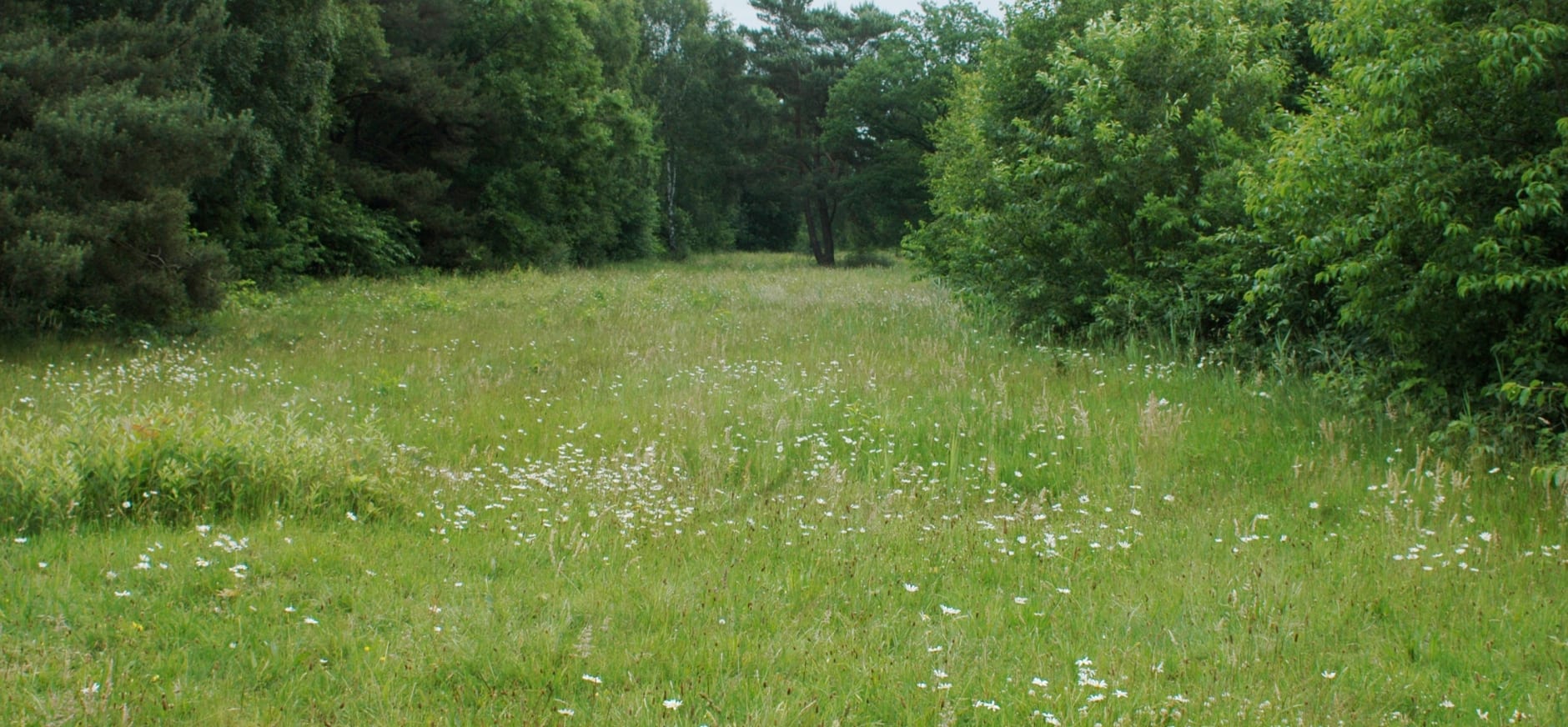 dichtgegroeide Grote Startbaan