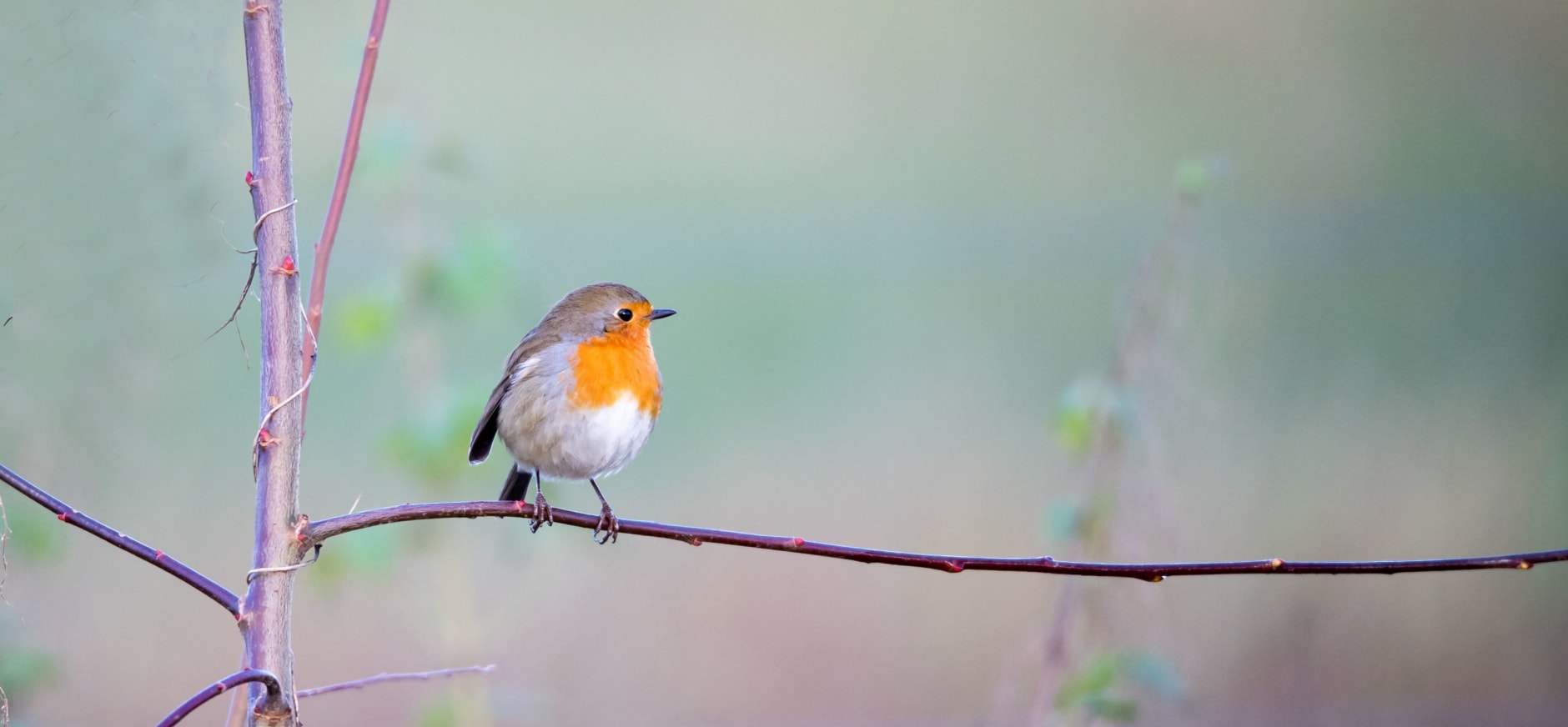 Roodborst op een twijg