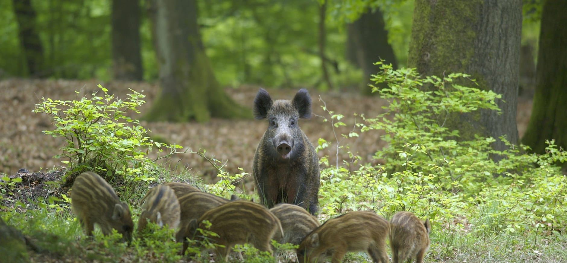 wild zwijn met biggen