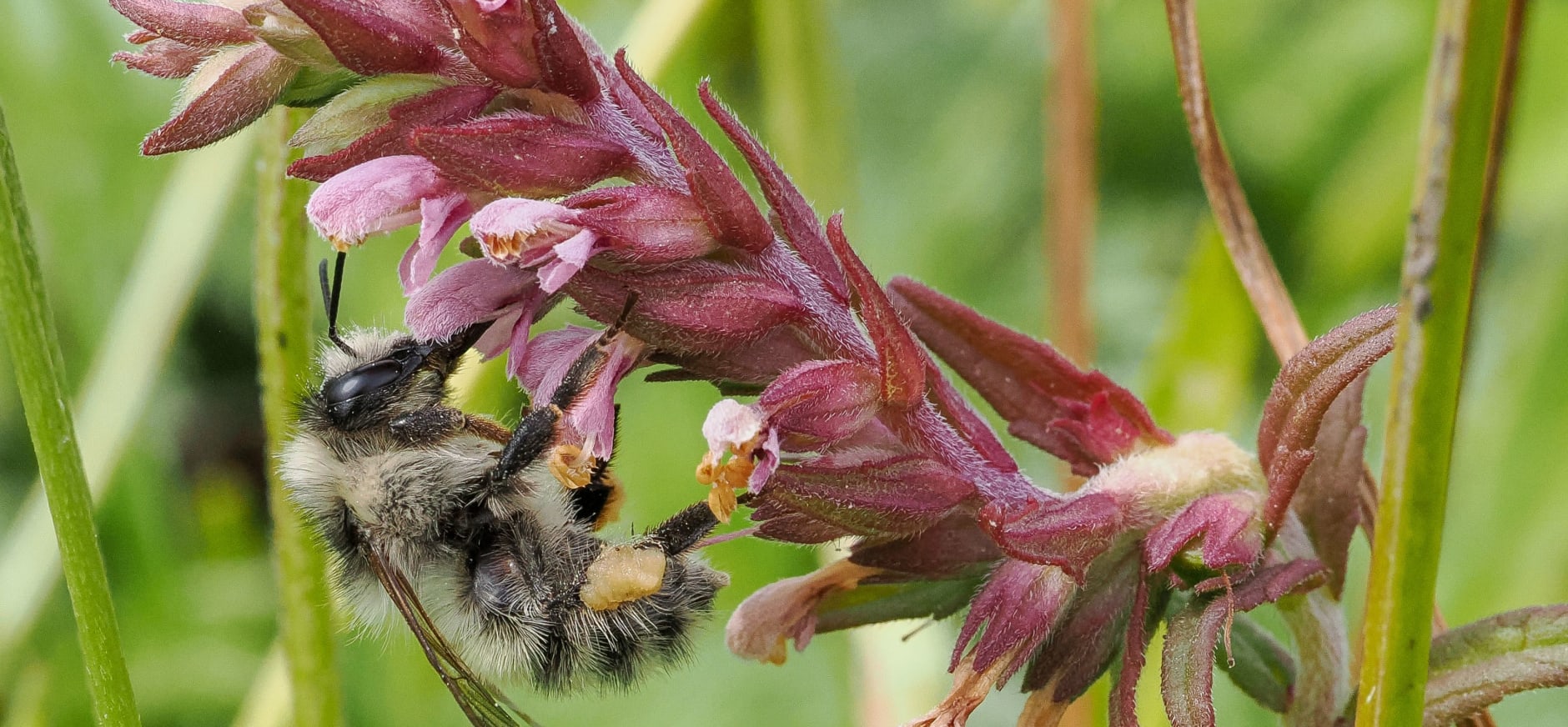 Zandhommel