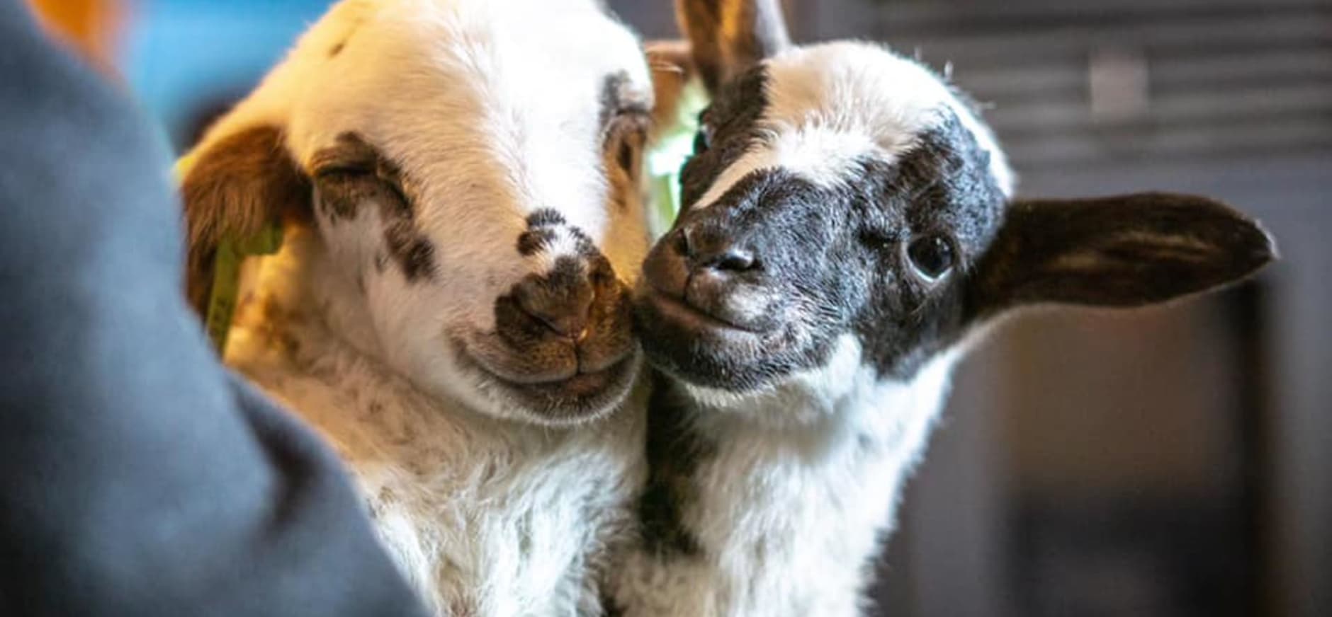 OERRR Lammetjesdag in het Grote Veld