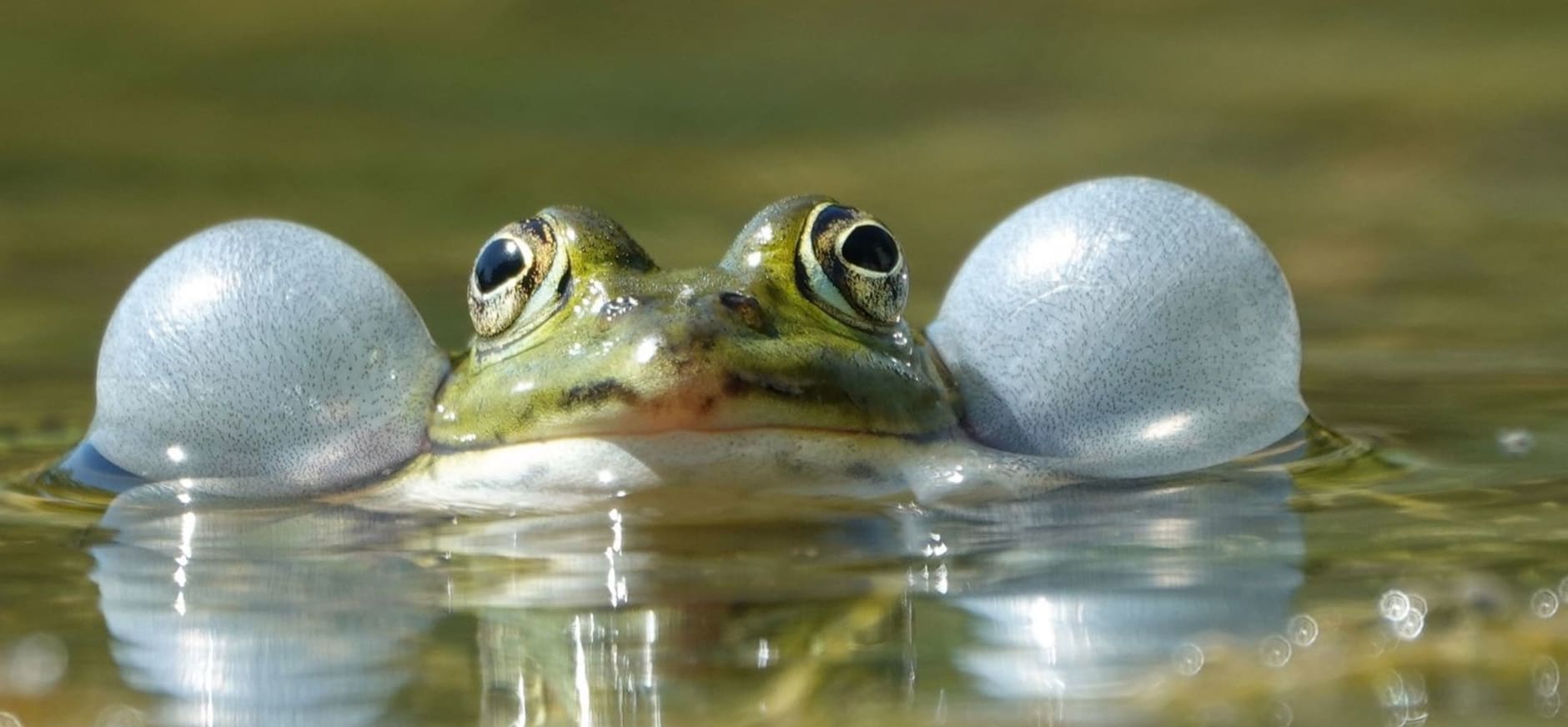 Groene kikker met kwaakblazen