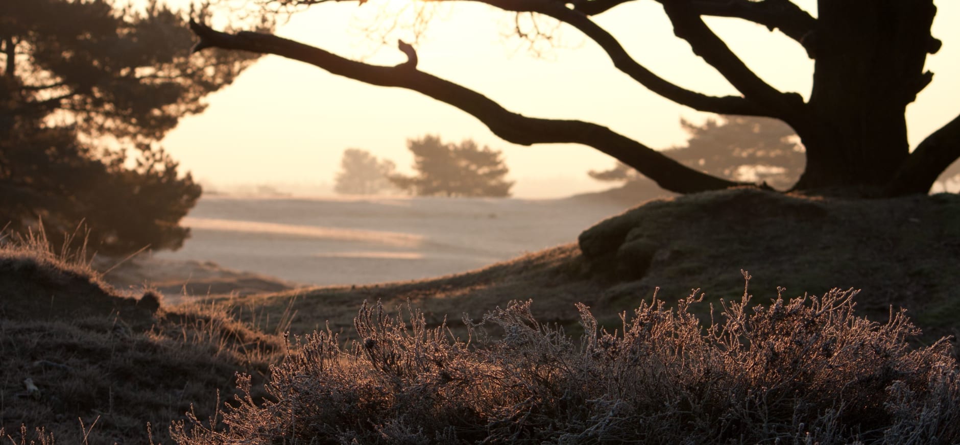 Natuurbeleef schouw Drents-Friese Wold