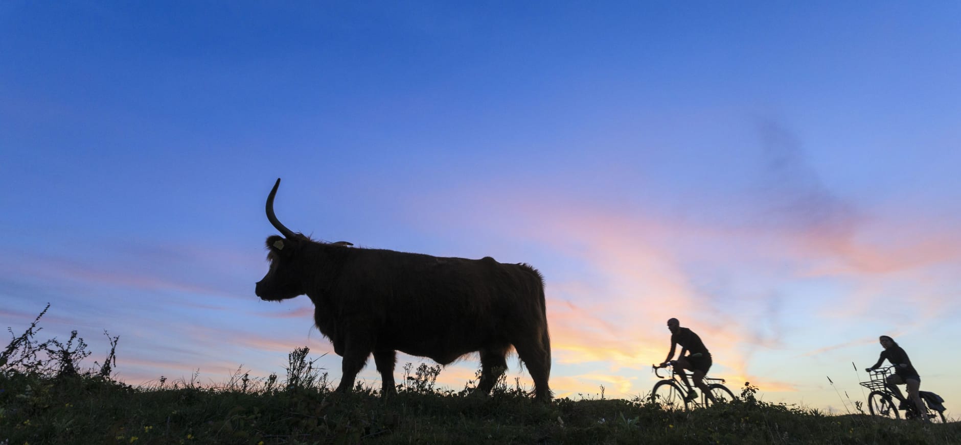 Schotse hooglander en fietser Duin en Kruidberg